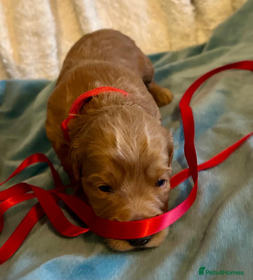 Labradoodle dogs for sale: 🥰 Cute Miniature labradoodle Pups 💖💕 - Advert 24