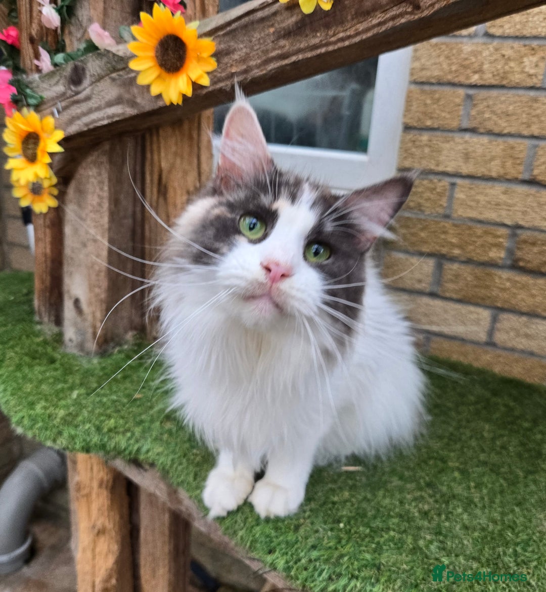 Maine Coon cats for sale: Blue Tortie Smoke with white female - Image 4