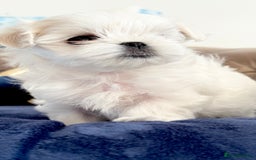 Maltese dogs for sale: 🌟Stunning Tiny Korean Maltese KC Reg🌟 - Advert 21