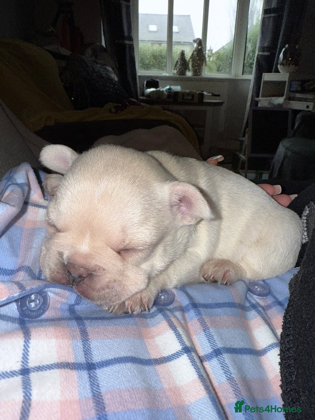 French Bulldog dogs for sale: Puppy frenchies for sale!! - Advert 9