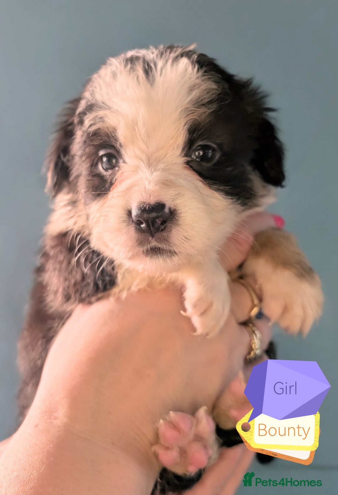 Mixed Breed dogs for sale: Beautiful Bordernese Puppies - Advert 8