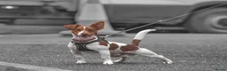 Jack Russell dogs for stud: Pure bred smooth jack russell for stud in Newport - Advert 3