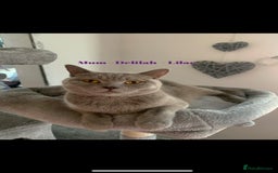 British Shorthair cats for sale: Champion Line British Shorthair Kittens - Image 13