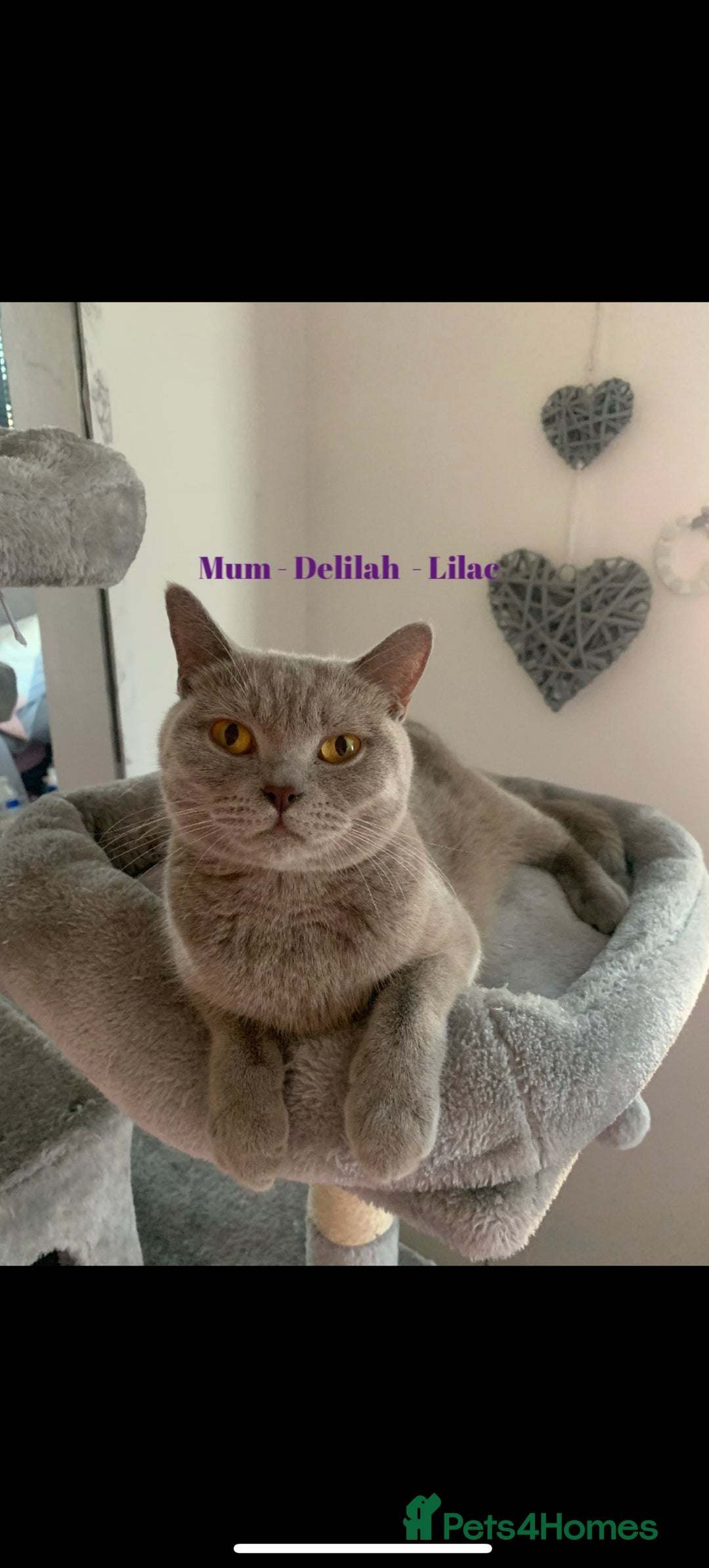 British Shorthair cats for sale: Champion Line British Shorthair Kittens - Image 13