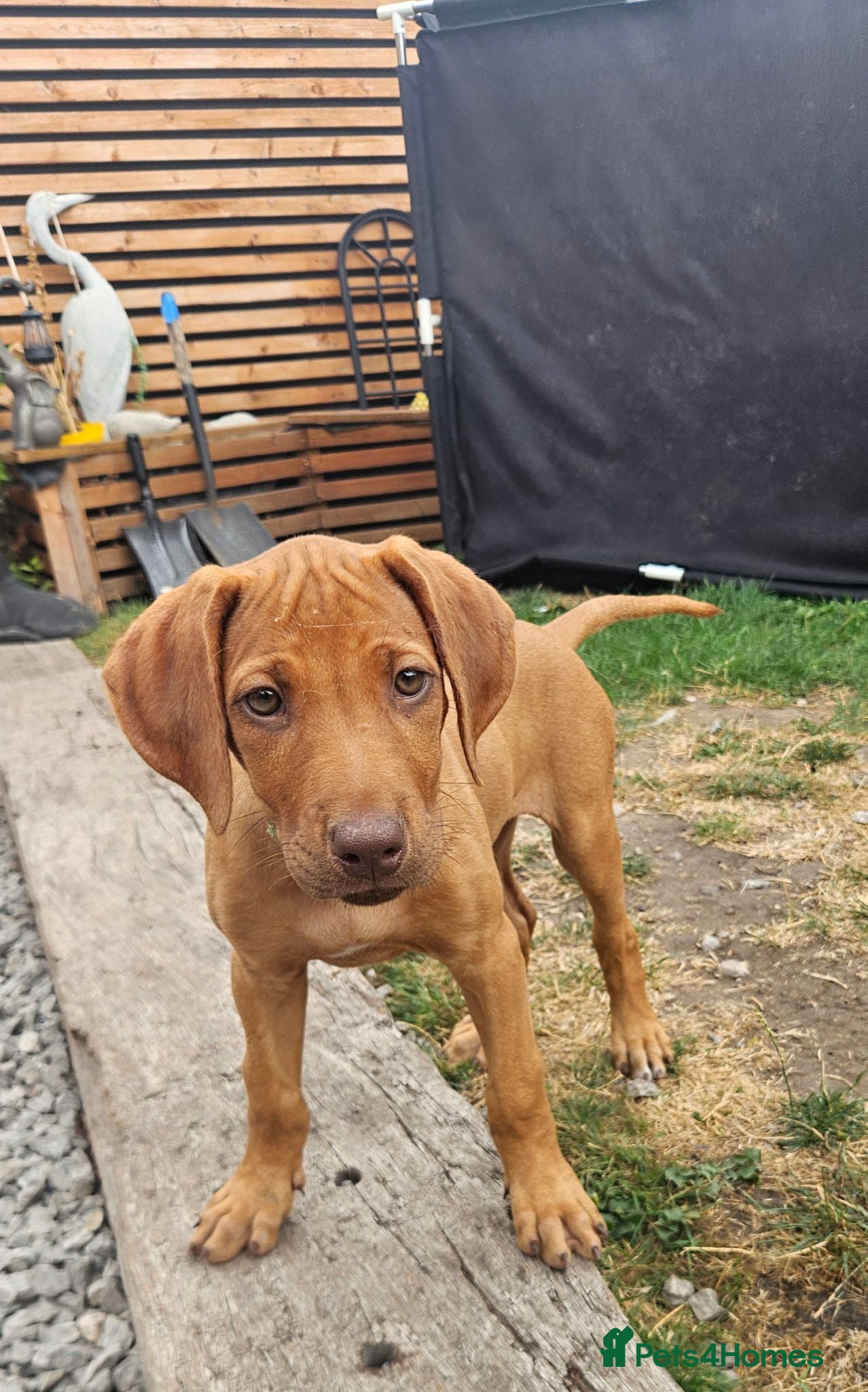 Rhodesian Ridgeback dogs Last  beautiful pup ready for her forever home 🏡  - Advert 1