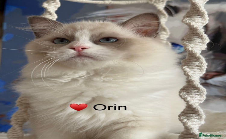 Ragdoll cats - Advert 6