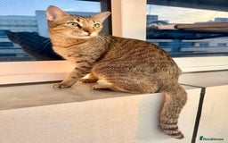 Arabian Mau cats for adoption: Kevin & Minnie  - Image 5
