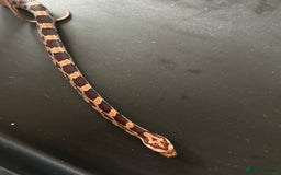 Corn Snake reptiles for sale: Tessera het lavender cornsnakes - Image 5