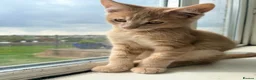 Maine Coon cats for sale: Maine coon  - Advert 4