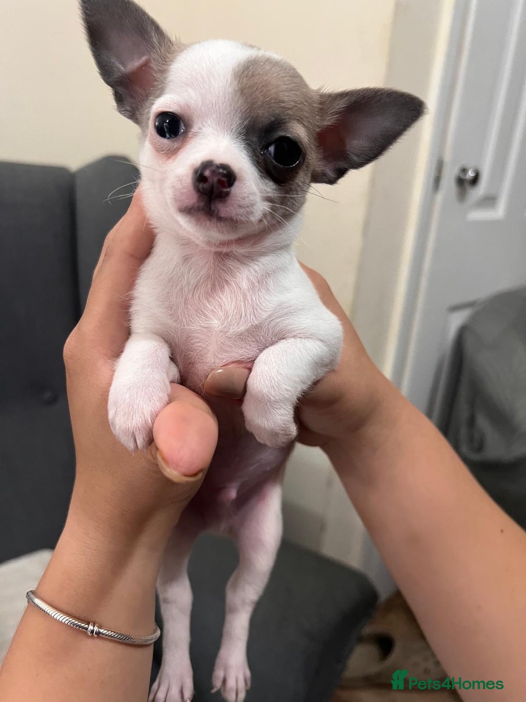 Chihuahua dogs for sale: 5Stunning tiny Smooth coat 🍏head chihuahua puppys - Image 16
