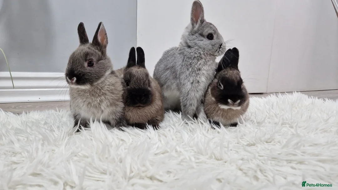 Netherland Dwarf rabbits for sale: Netherland dwarf bunnies - Advert 2