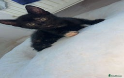 Mixed Breed cats for sale: 4 stunning kittens left  - Image 7