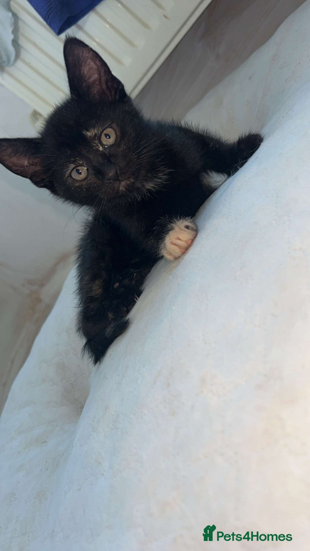 Mixed Breed cats for sale: 4 stunning kittens left  - Image 7
