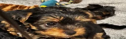 Yorkshire Terrier dogs for sale: ❣️Yorkie Boy 🐶 Ready Now Family Raised ❤️ - Advert 11