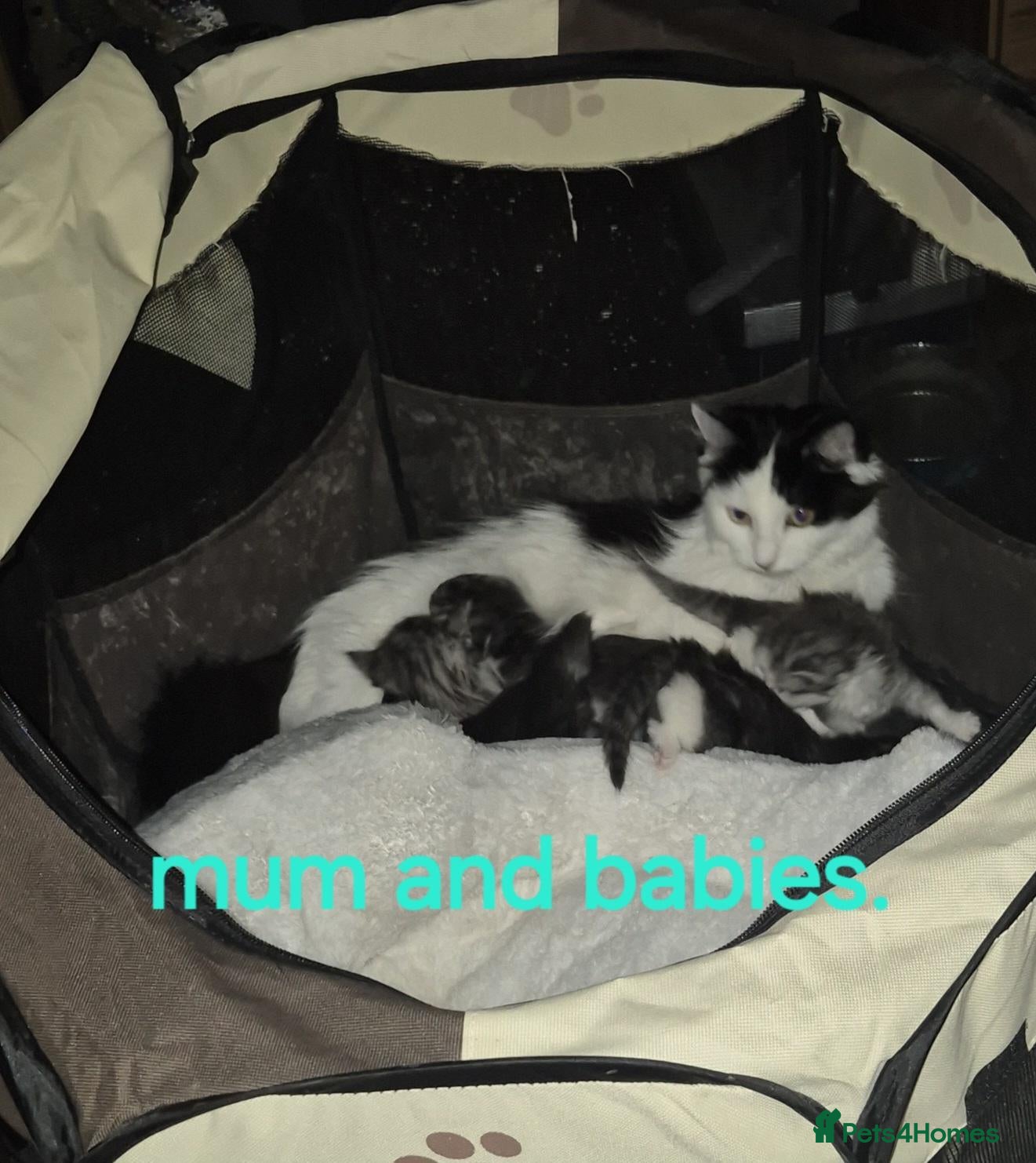 Mixed Breed cats Beautiful 8-Week-Old Kittens  - Advert 1