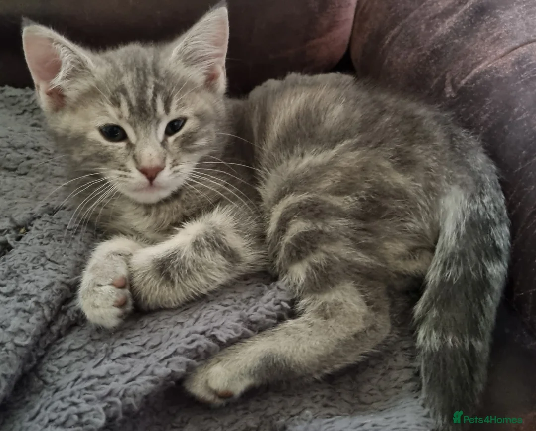 Mixed Breed cats for sale: Pretty kittens looking for loving homes  - Advert 1
