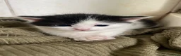 Mixed Breed cats for sale: 1 boy and 1 girl kitten for sale - Advert 10