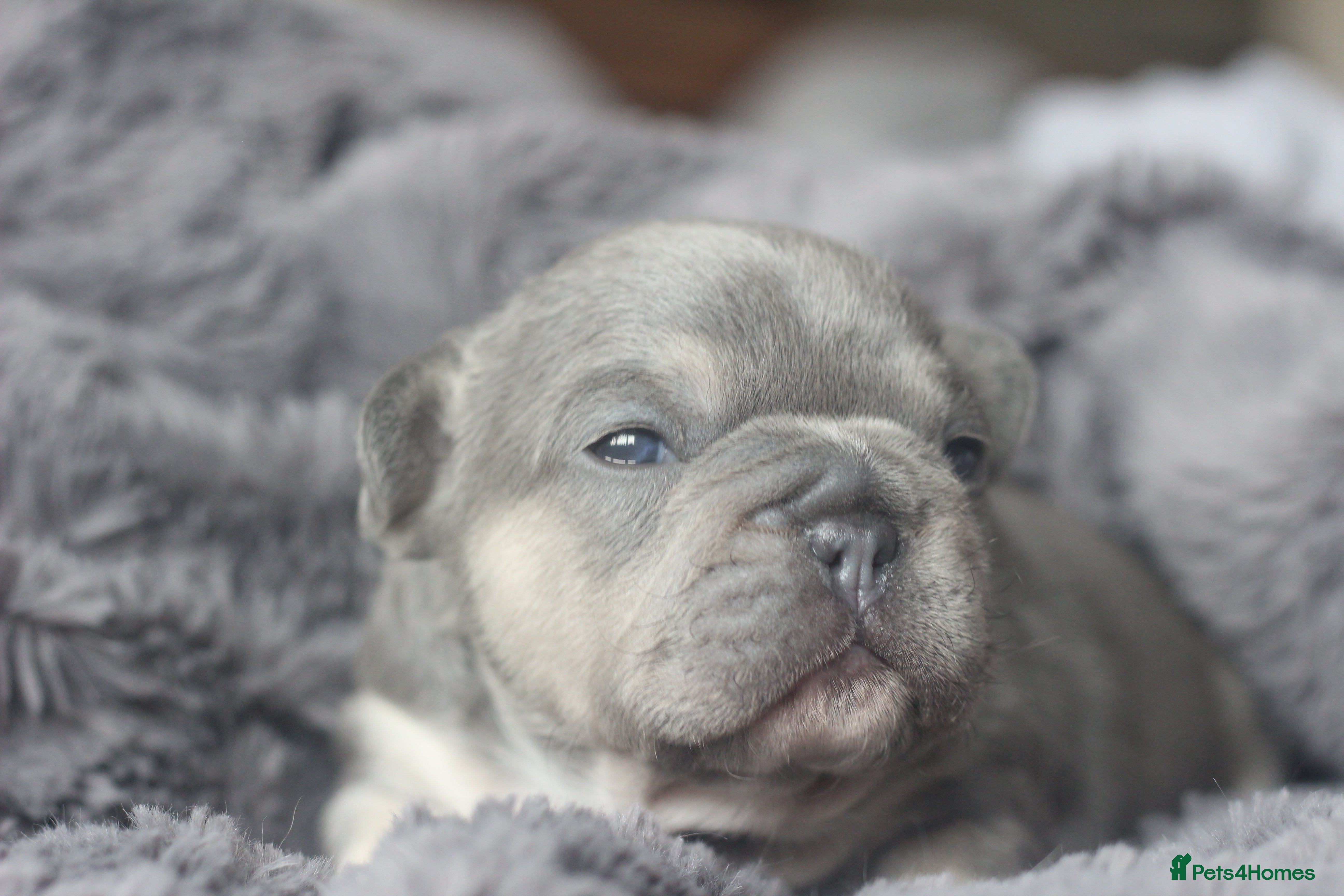 French Bulldog dogs Stunning French bulldog puppies  - Advert 23
