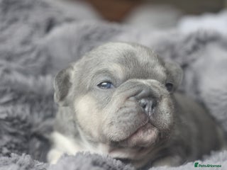 French Bulldog dogs Stunning French bulldog puppies - Advert 1