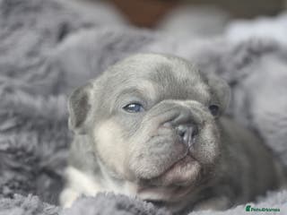 French Bulldog dogs Stunning French bulldog puppies - Advert 10