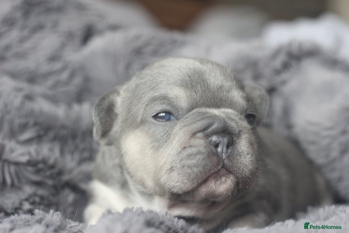 French Bulldog dogs Stunning French bulldog puppies - Advert 1