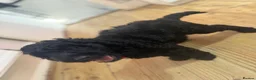 Miniature Poodle dogs for sale: mini labradoodles  - Advert 10