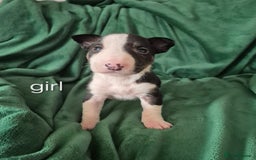 English Bull Terrier dogs for sale: Ready to leave now 7 English Bullterrier puppys - Image 31