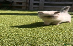 Persian cats for sale: Himalayan Persian Kittens - Image 1