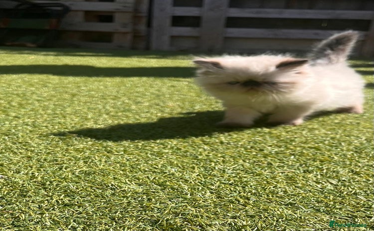 Persian cats - Advert 12