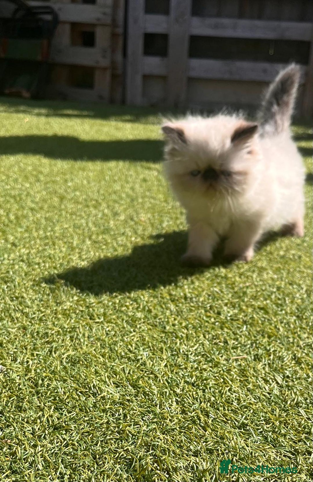 Persian cats for sale: Himalayan Persian Kittens - Image 1
