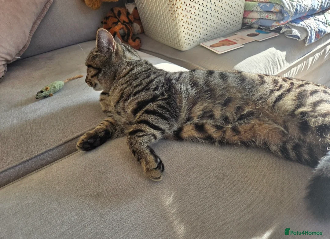 Mixed Breed cats for sale: Boots and Bandit in Luton - Advert 5