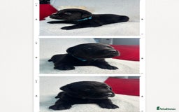 Labrador Retriever dogs for sale: READY NOW. LABRADOR PUPPIES. HEALTH CHECKS DONE  - Image 22