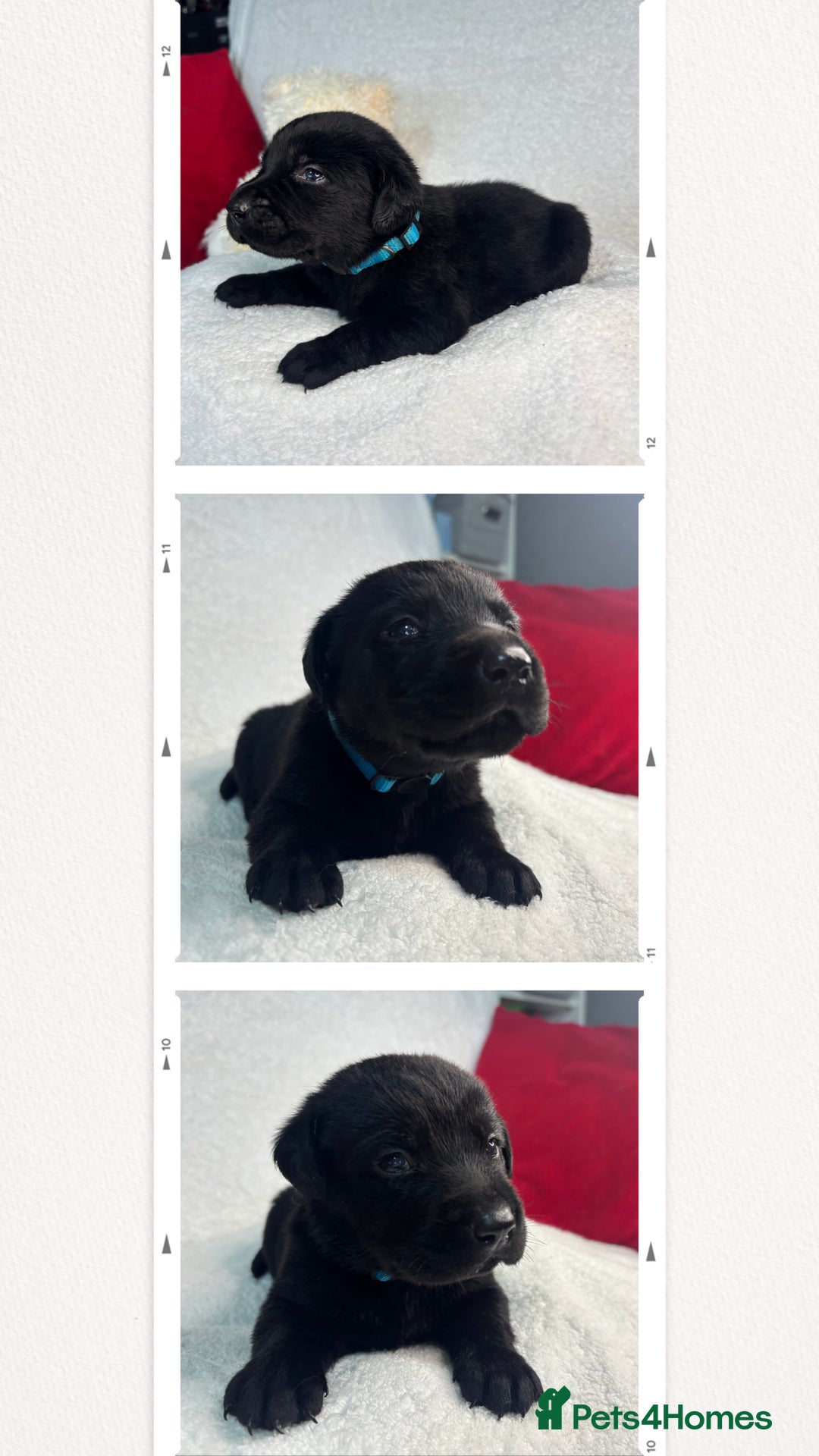Labrador Retriever dogs for sale: READY NOW. LABRADOR PUPPIES. HEALTH CHECKS DONE  - Image 22