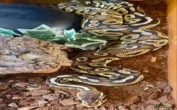 Python Snake reptiles for sale: Royal python females looking for new home - Image 4