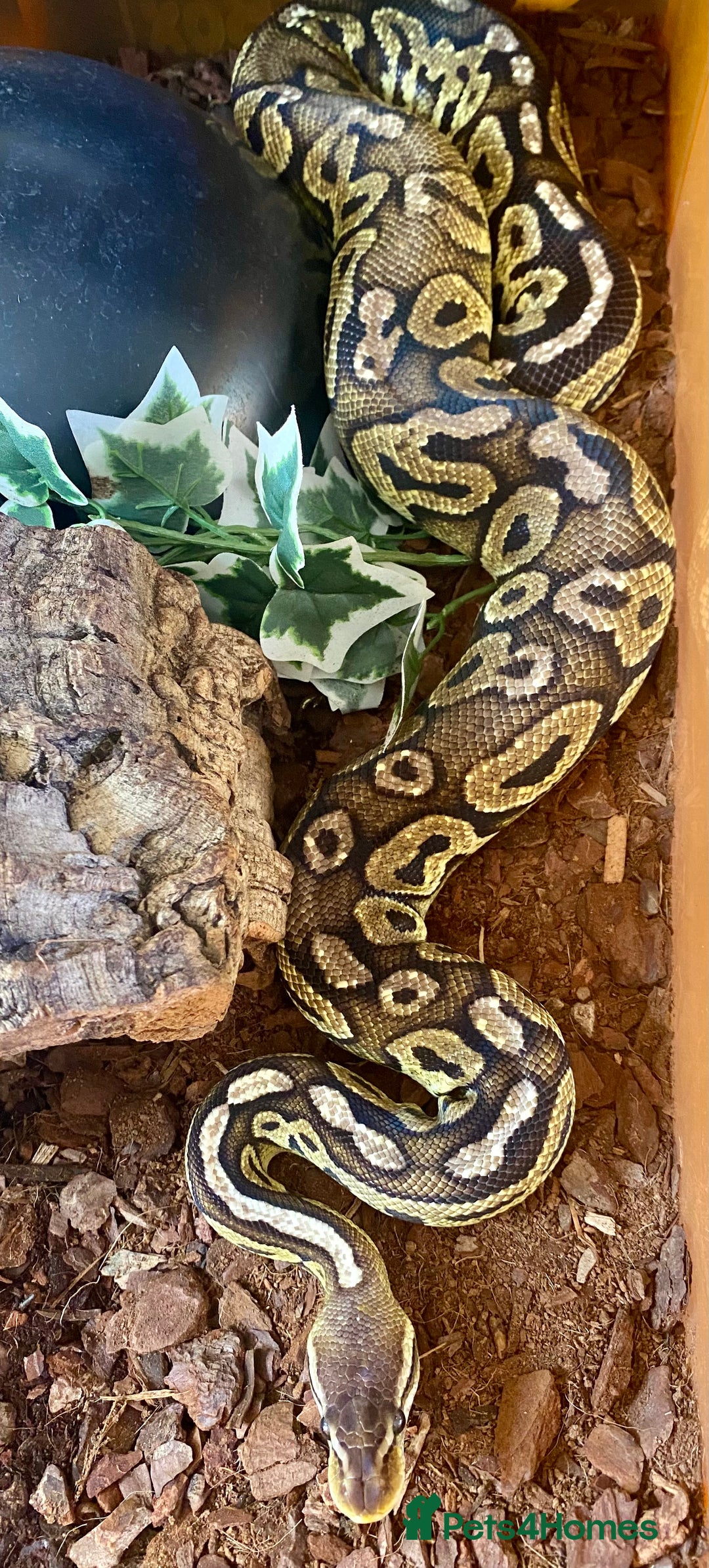 Python Snake reptiles for sale: Royal python females looking for new home - Image 4