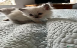 Ragdoll cats for sale: Blue mitted and bicolour ragdolls - Image 28