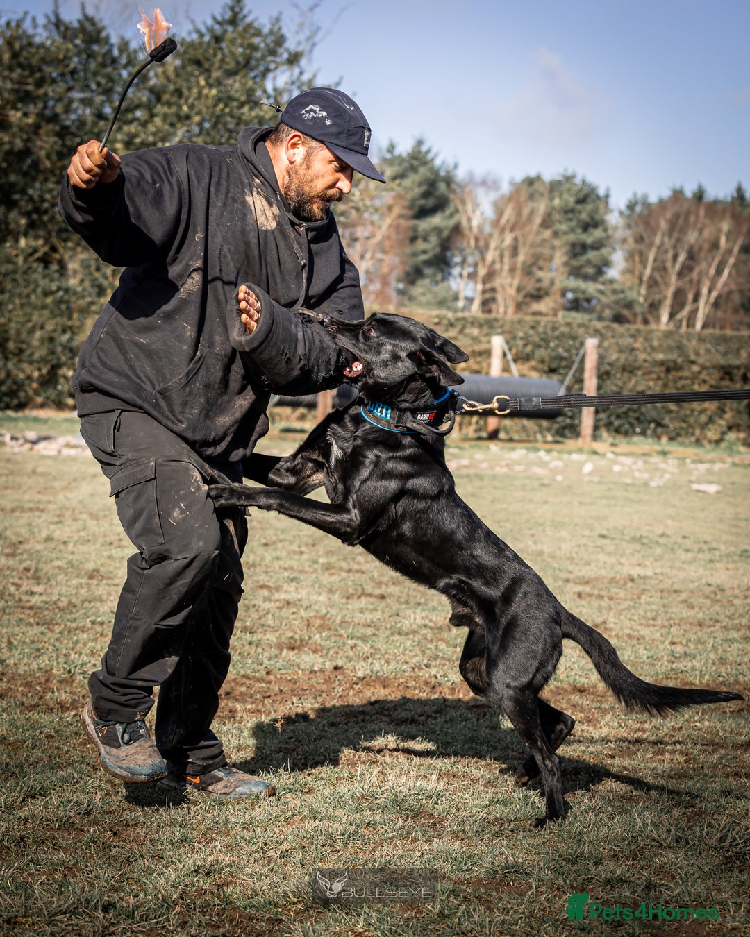 Belgian Shepherd Dog dogs for stud: Working Dutch Herder for stud  - Image 6