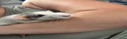 Rat rodents for sale: Five Exceptionally Friendly Dumbo rats  - Advert 3