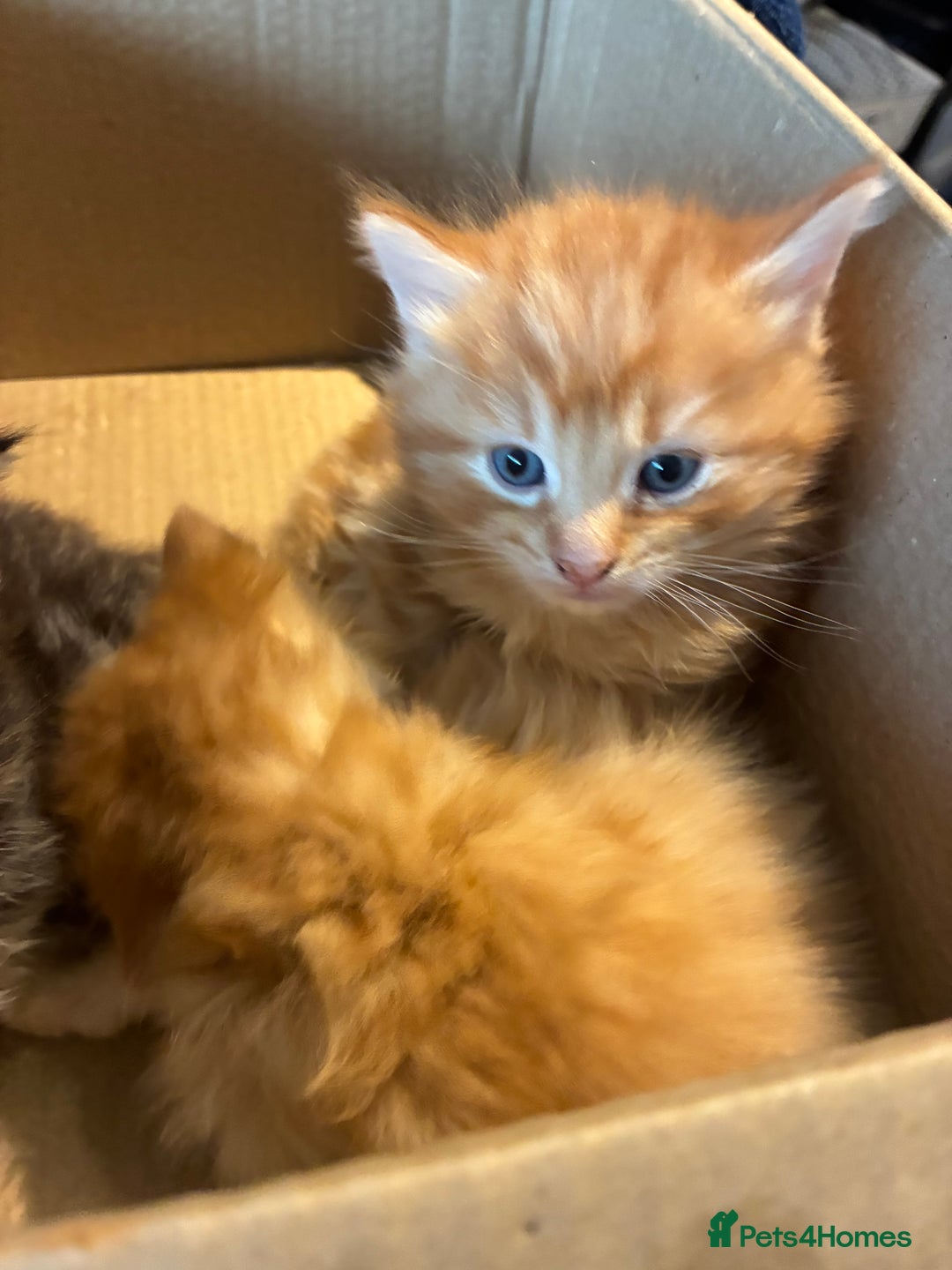 Mixed Breed cats for sale: Two female kittens  - Advert 3