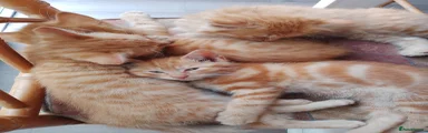 Ginger shorthaired female 