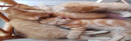 Mixed Breed cats for sale: Four Female Ginger kittens  - Advert 2