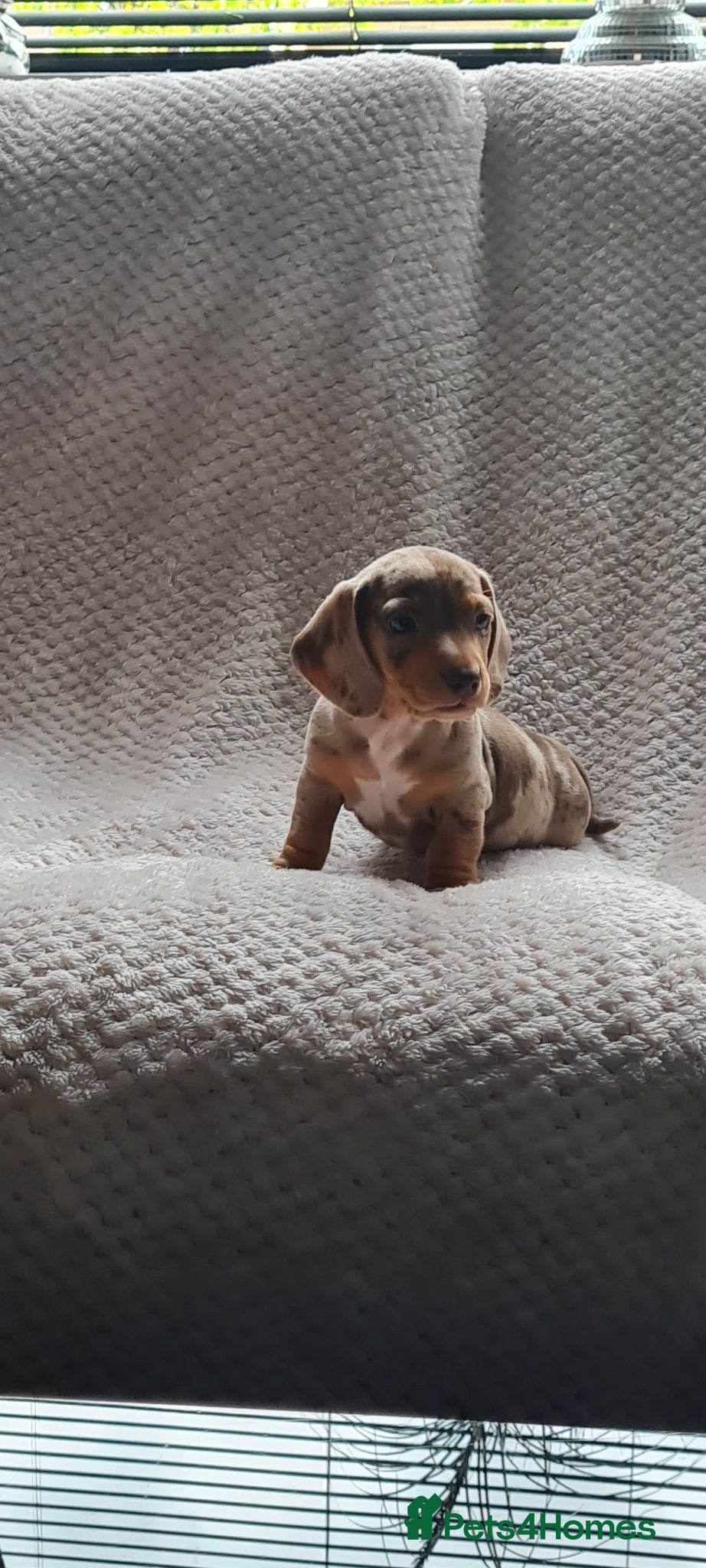 Dachshund dogs Kc paperd miniature dachshund puppies for sale - Advert 4