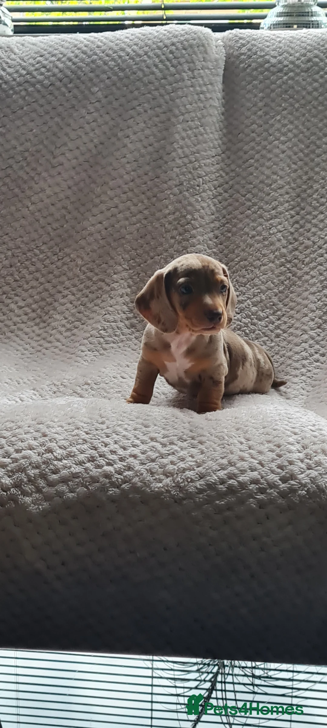 Dachshund dogs for sale: Kc paperd miniature dachshund puppies for sale - Advert 9