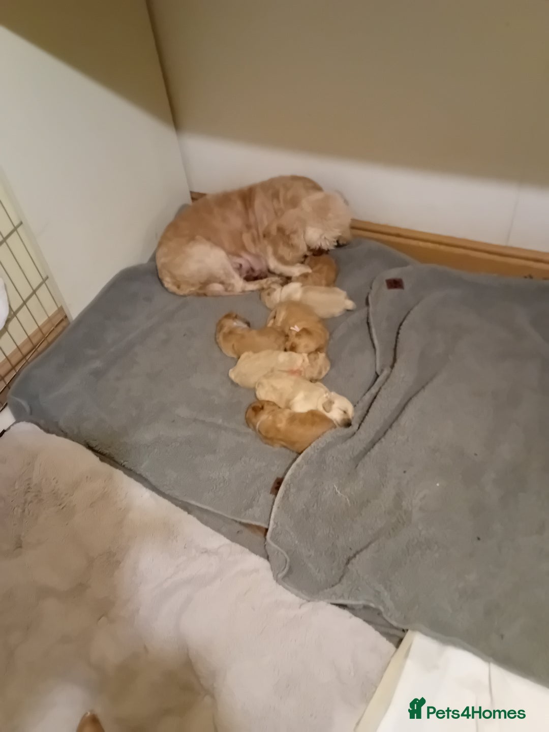 Cockapoo dogs for sale: Stunning Cockapoo puppies - Advert 9