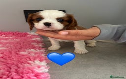Cavalier King Charles Spaniel dogs for sale: Blenheim cavalier King Charles puppies - Image 12