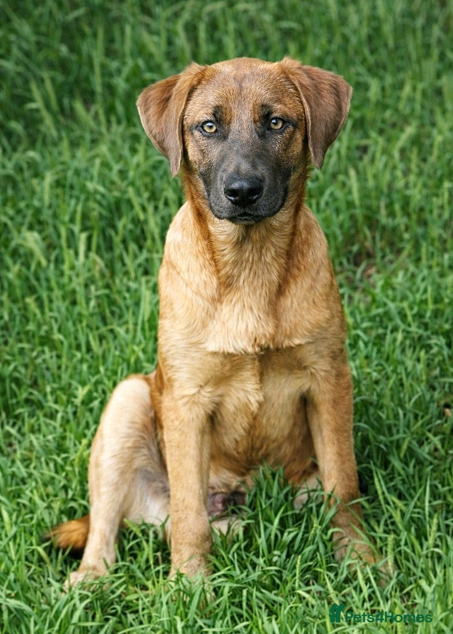 Mixed Breed dogs BLUE, a Lovely Puppy Boy - for a Loving Home - Advert 1