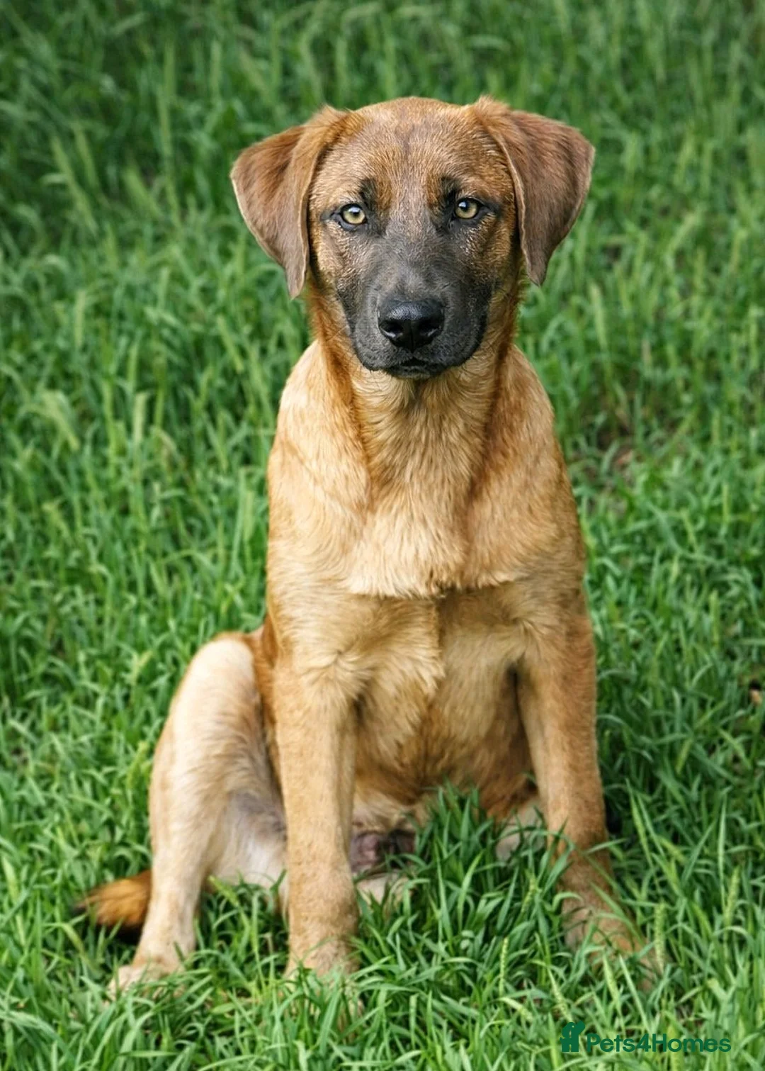 Mixed Breed dogs for adoption: BLUE, a Lovely Puppy Boy - for a Loving Home - Advert 1