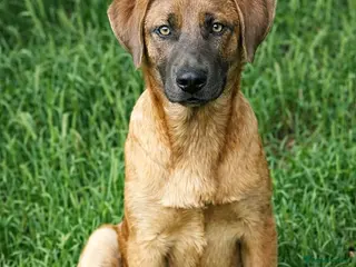 Mixed Breed dogs BLUE, a Lovely Puppy Boy - for a Loving Home - Advert 1