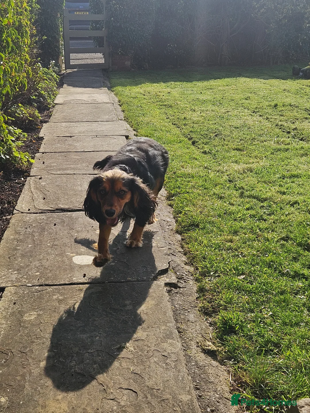 Cockapoo dogs for sale: Beautiful Litter of Stunning Cockerpoo Puppies - Advert 2