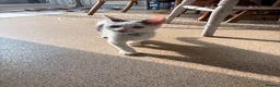 Mixed Breed cats for sale: Male kitten in Christchurch - Advert 2